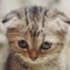 rubyjangaard